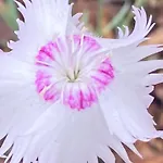 Bhotanica - Ospitalita E Natura شقة *