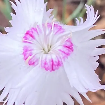 Bhotanica - Ospitalita E Natura Lägenhet *